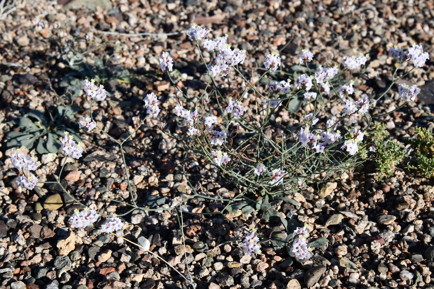 Изображение особи Limonium michelsonii.