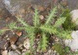 genus Cirsium