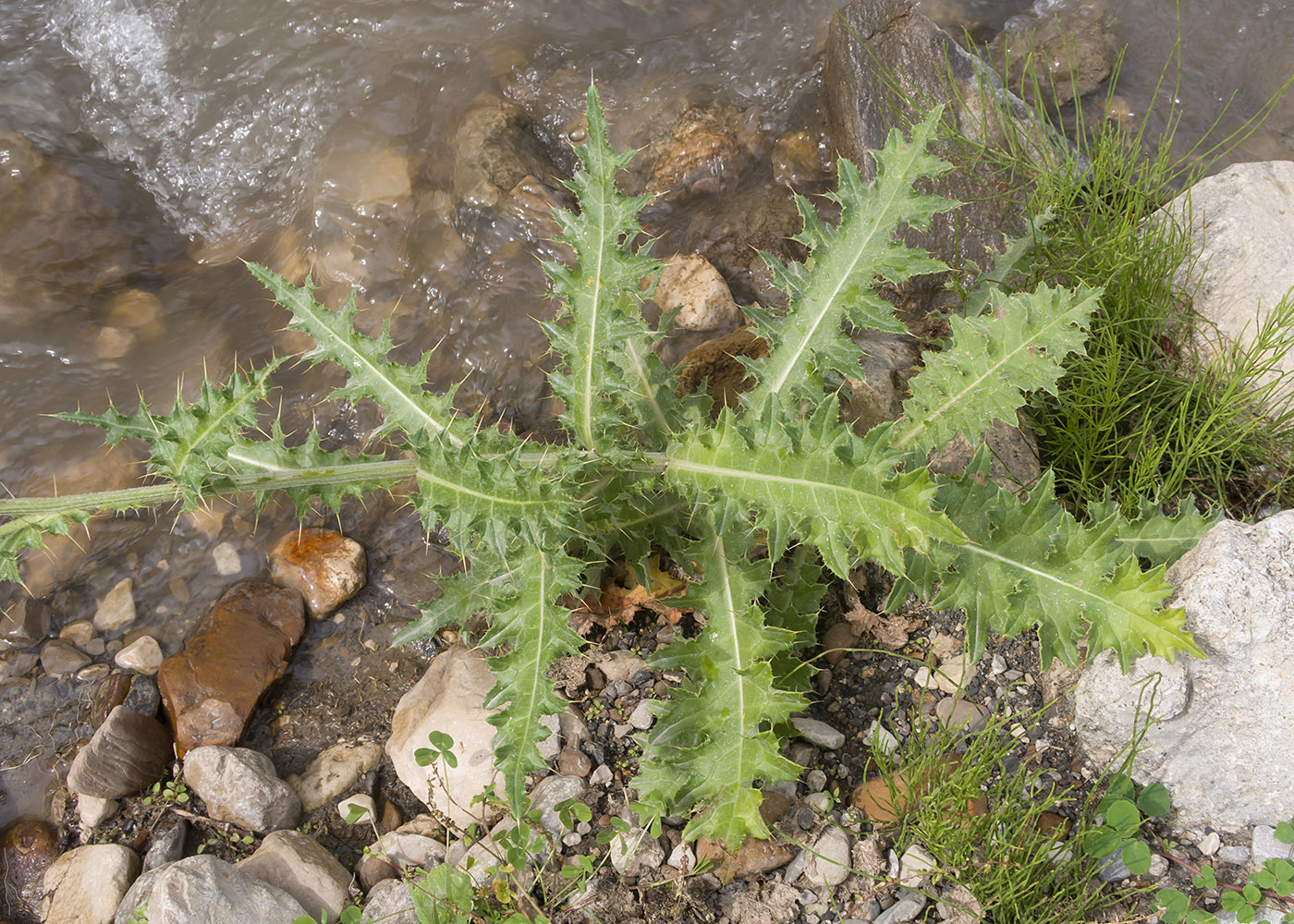 Image of genus Cirsium specimen.