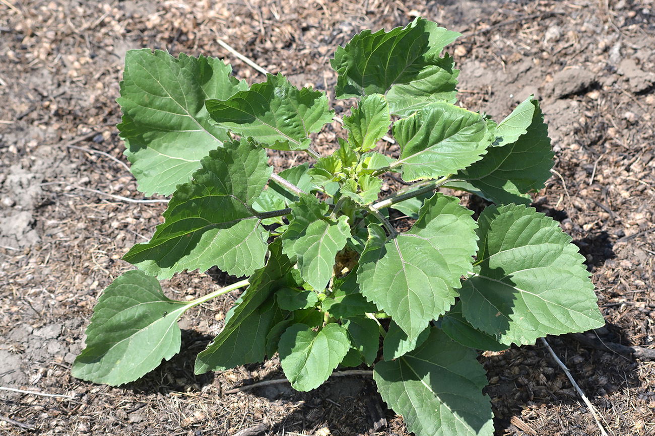 Image of Helianthus lenticularis specimen.