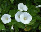 Calystegia sepium