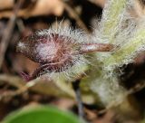 Asarum europaeum