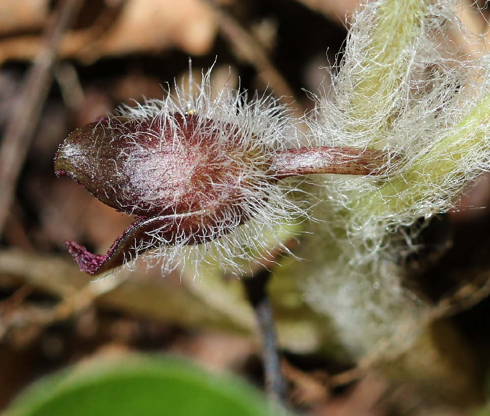Image of Asarum europaeum specimen.