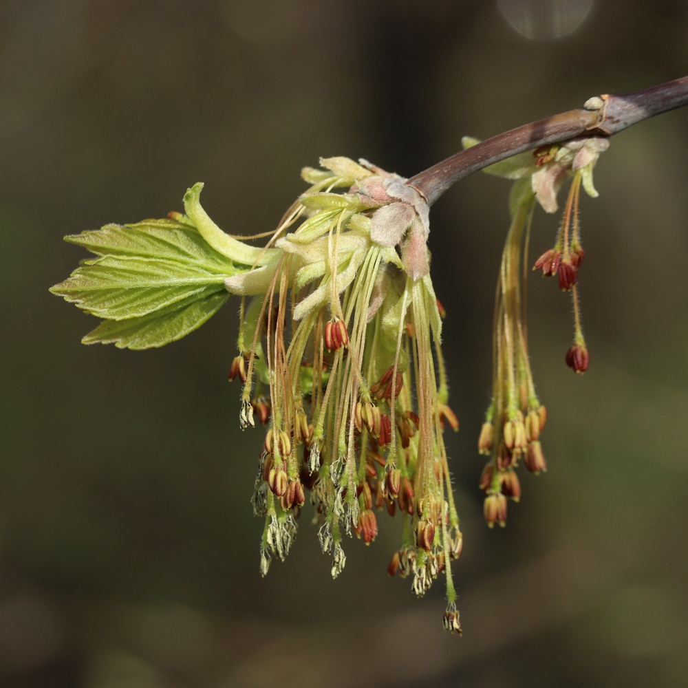 Image of Acer negundo specimen.