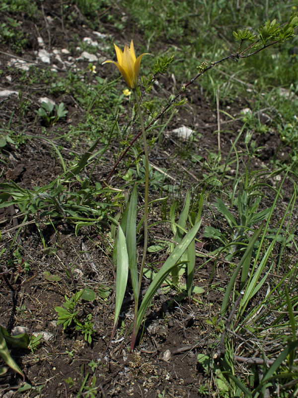 Изображение особи Tulipa biebersteiniana.