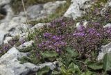 View full-size image Thymus majkopensis