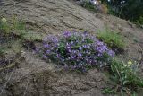 View full-size image genus Astragalus