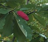 Magnolia hypoleuca