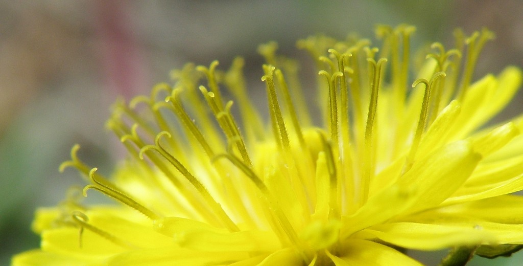 Image of genus Taraxacum specimen.