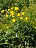 Trollius europaeus