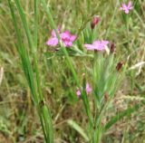 Dianthus armeria