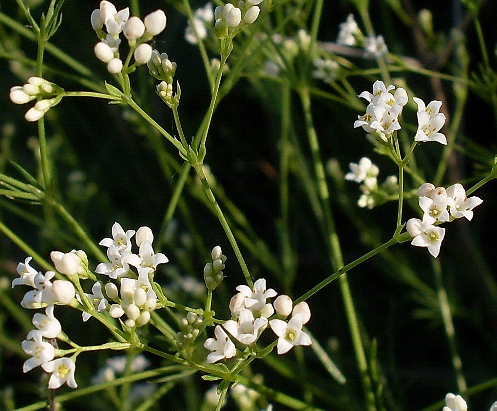 Изображение особи Galium octonarium.