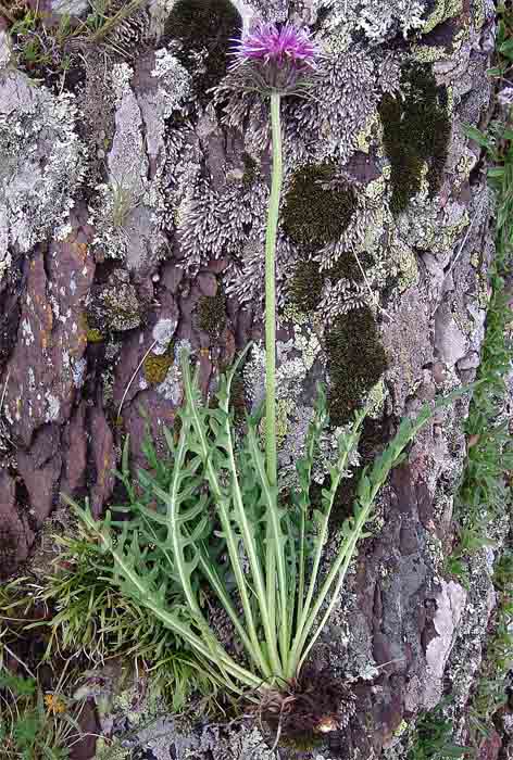 Image of Jurinea coronopifolia specimen.