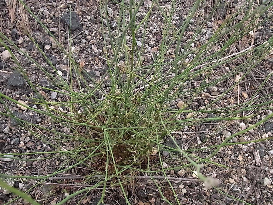 Image of genus Chondrilla specimen.