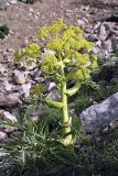 Ferula tadshikorum