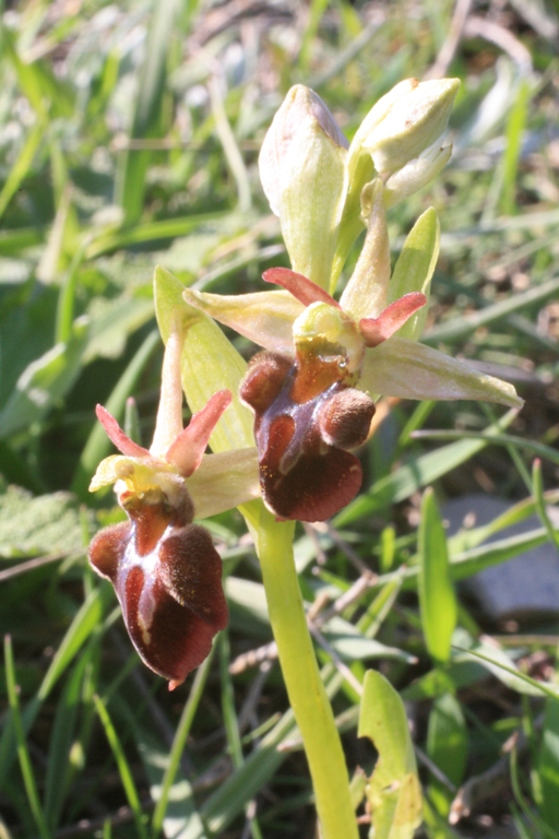 Image of Ophrys mammosa ssp. caucasica specimen.