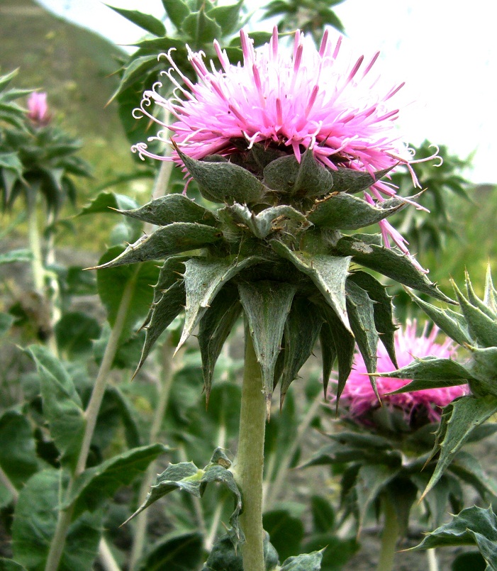 Изображение особи Cousinia verbascifolia.