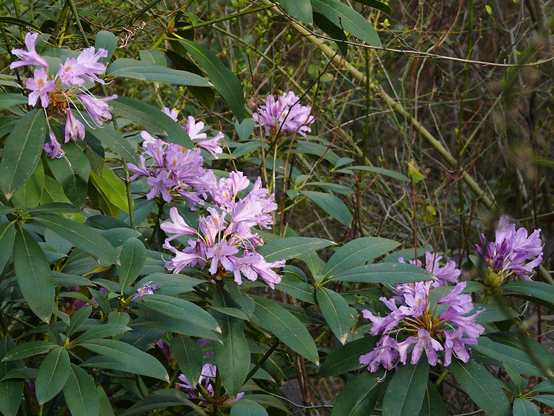 Изображение особи Rhododendron ponticum.
