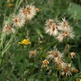 Scorzoneroides autumnalis. Зрелые соплодия. Санкт-Петербург, 03.08.2008.