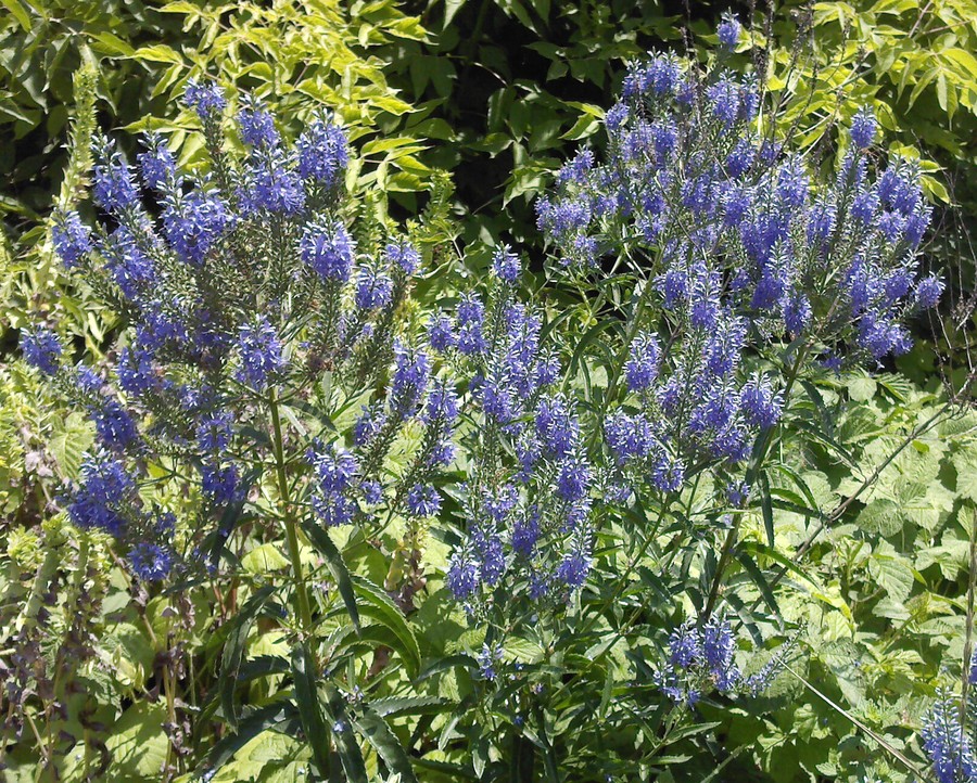 Image of Veronica longifolia specimen.