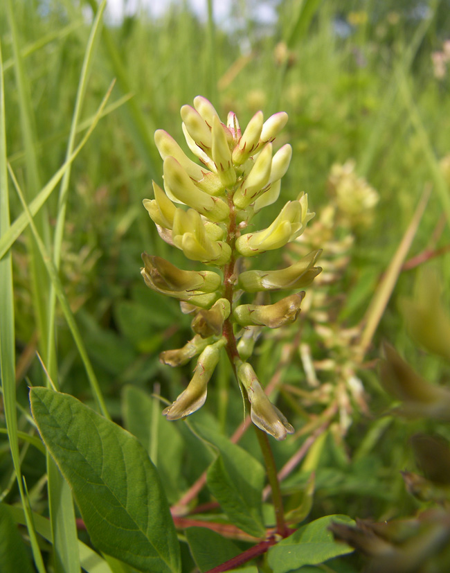 Image of Astragalus glycyphyllos specimen.