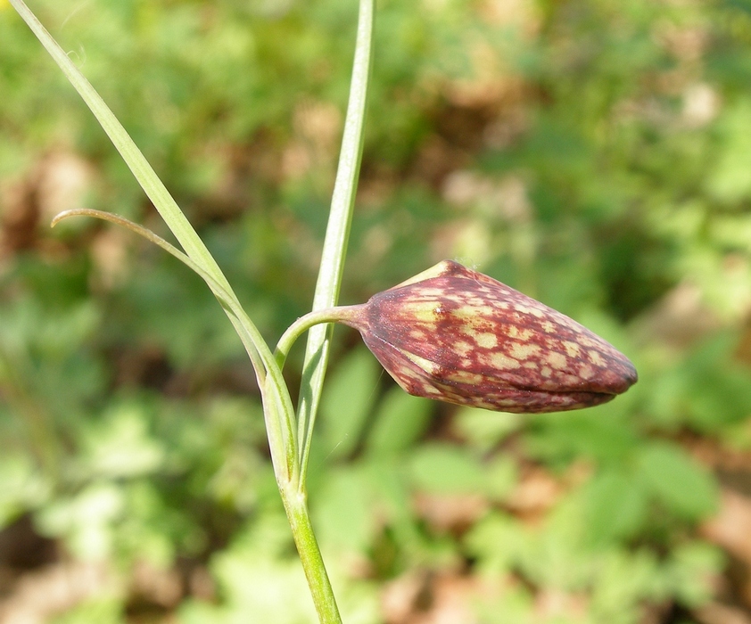 Изображение особи Fritillaria ruthenica.