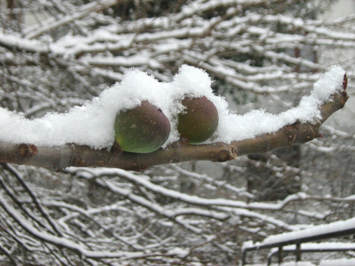 Image of Ficus carica specimen.