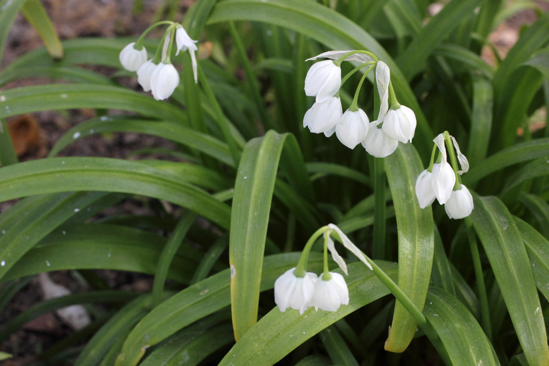 Image of Allium paradoxum specimen.