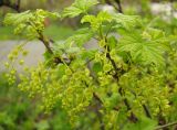 Ribes rubrum. Ветвь с соцветиями. Татарстан, г. Бавлы, сад. 02.05.2012.