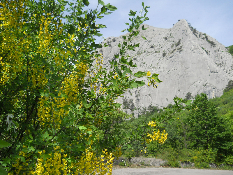 Изображение особи Laburnum anagyroides.