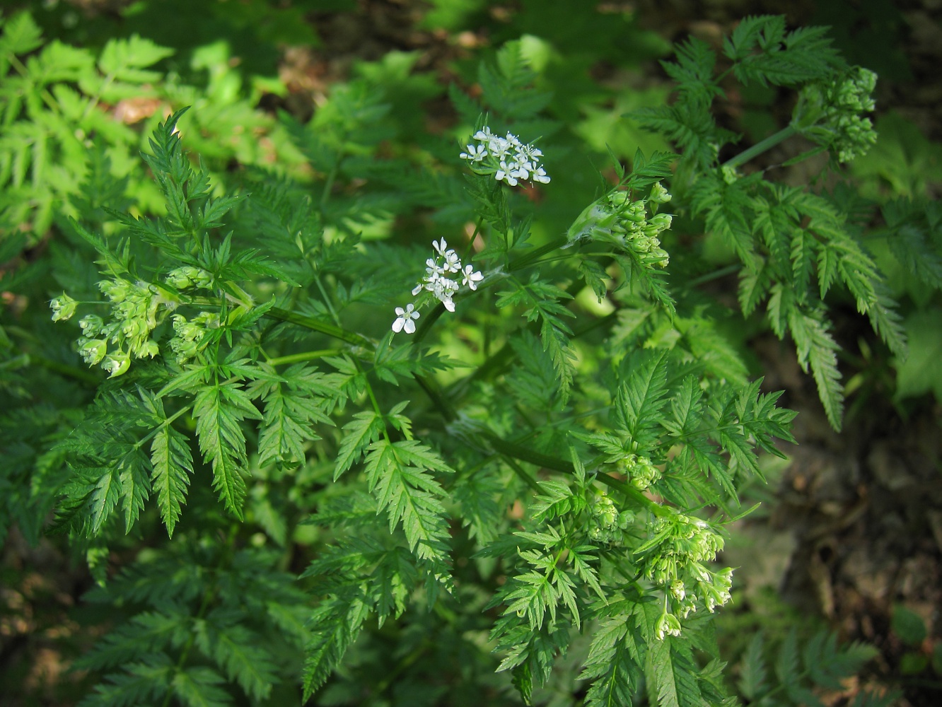 Изображение особи Anthriscus sylvestris.