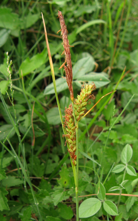 Изображение особи Carex cuspidata.