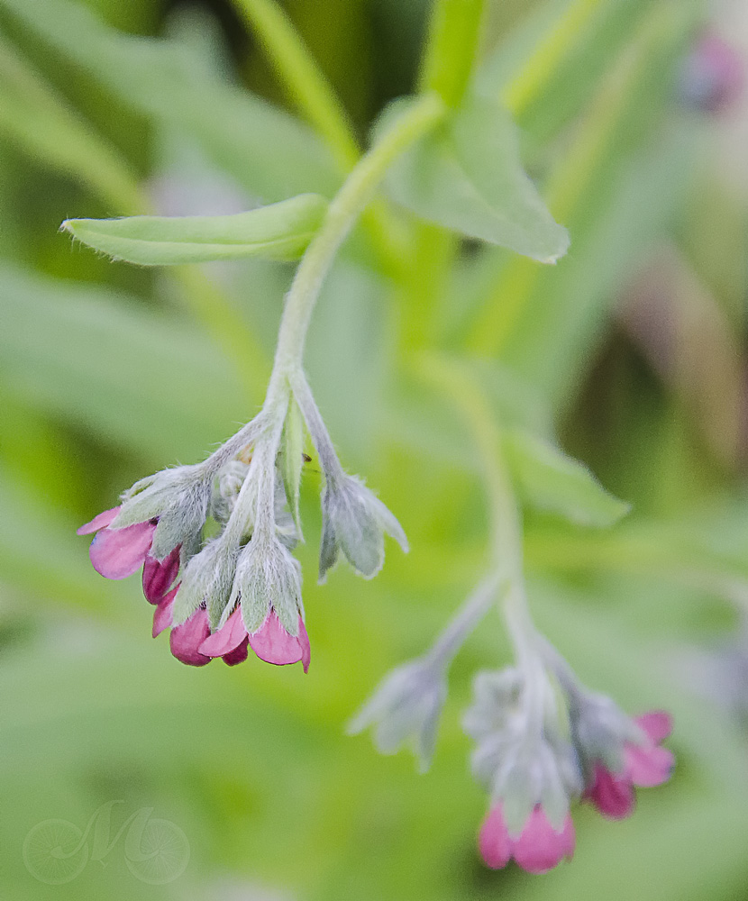 Image of Cynoglossum officinale specimen.