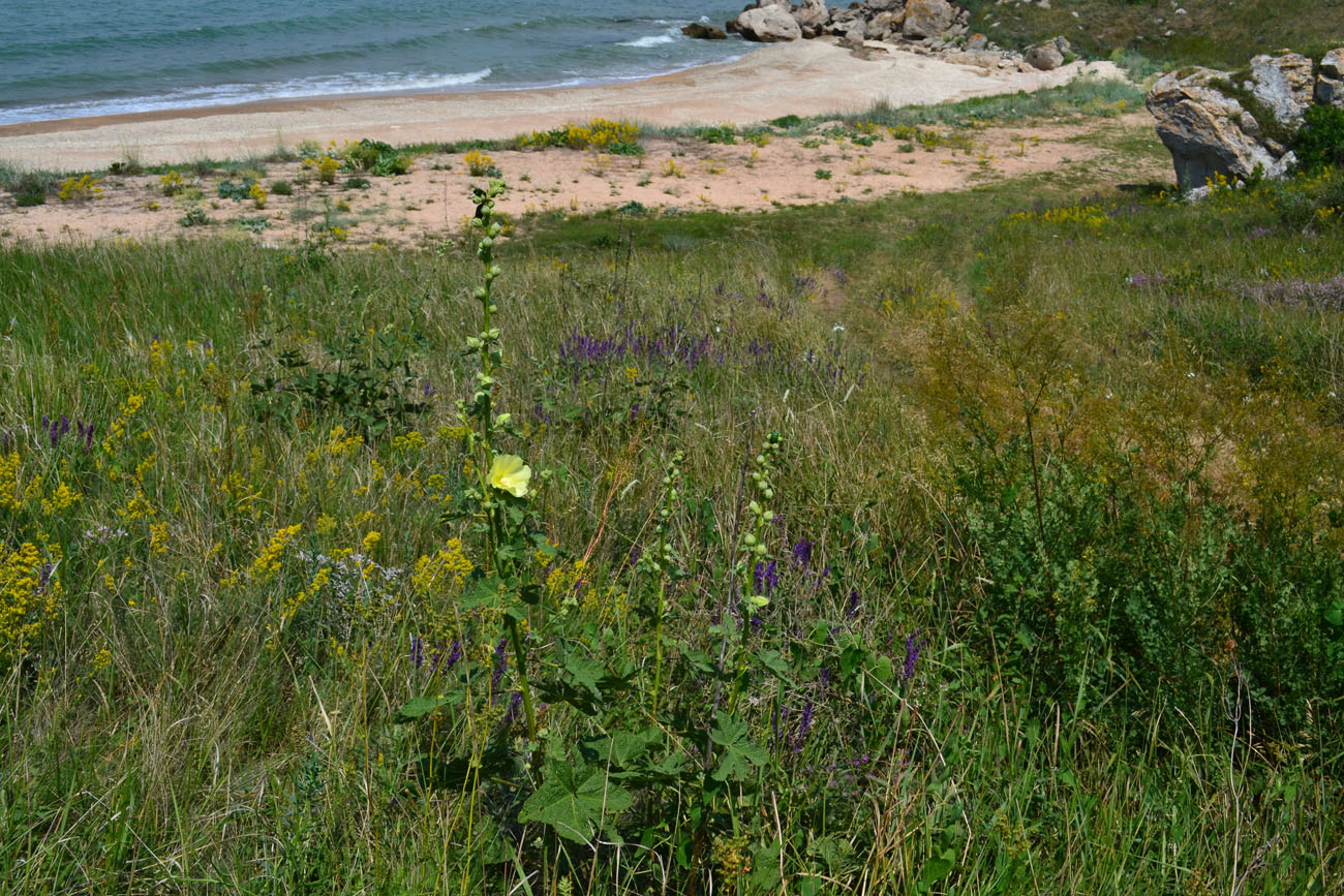 Image of Alcea rugosa specimen.