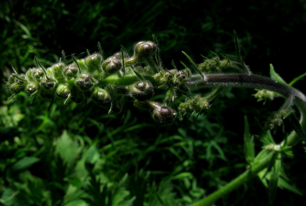 Image of Aconitum septentrionale specimen.