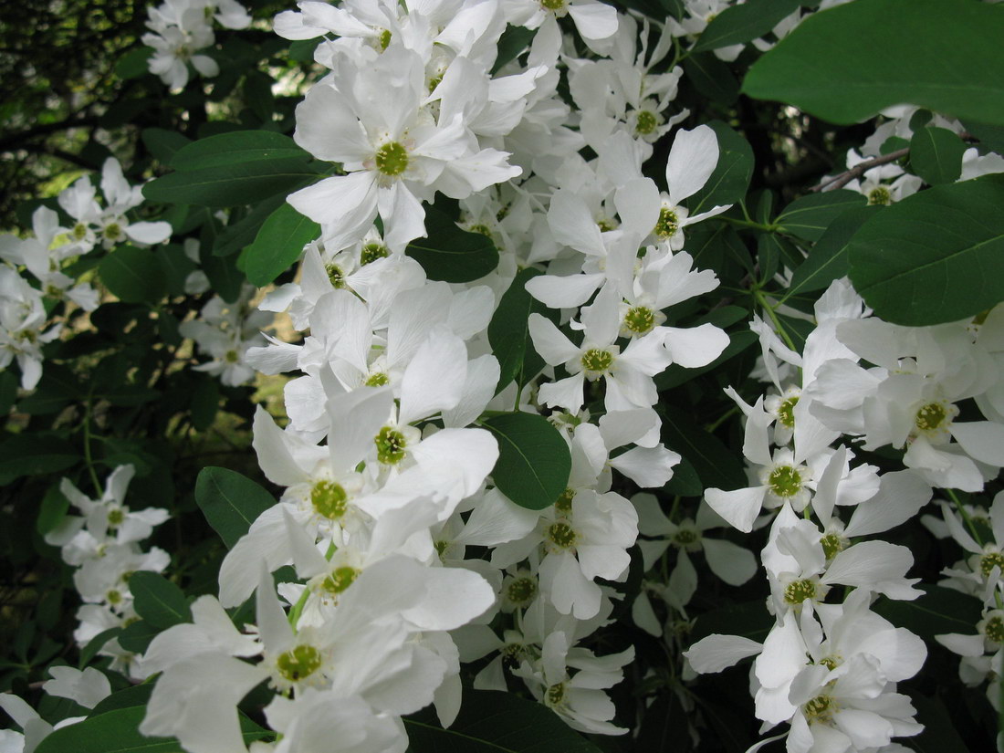 Изображение особи Exochorda giraldii.