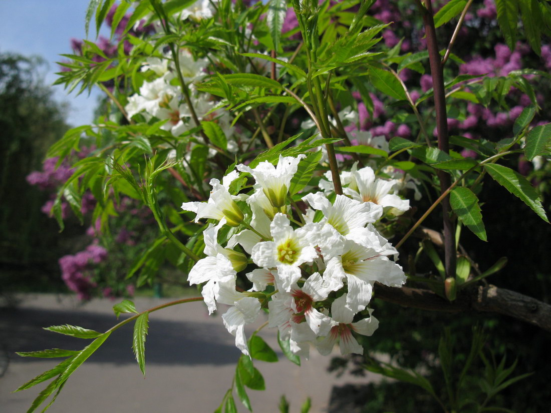 Image of Xanthoceras sorbifolium specimen.