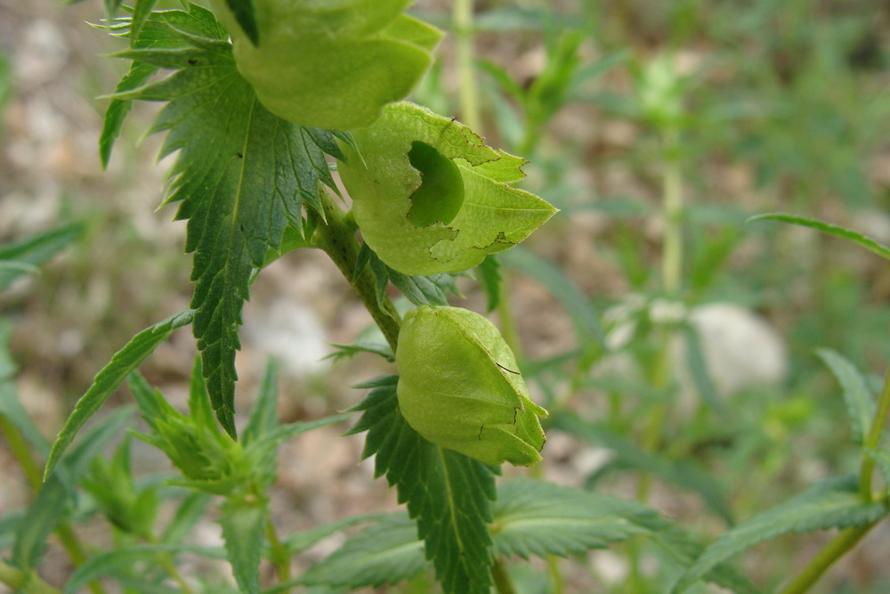 Image of Rhinanthus aestivalis specimen.