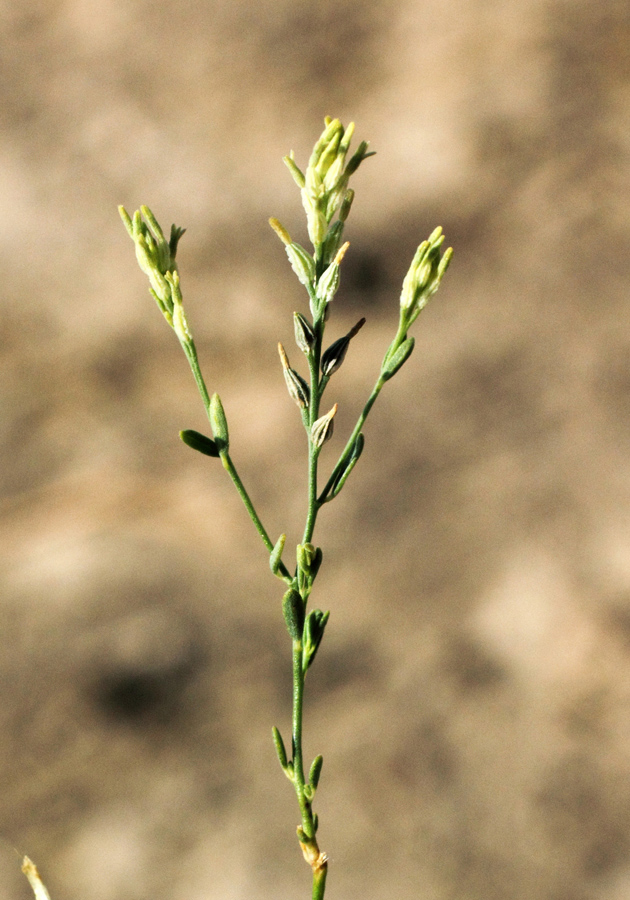 Image of Diarthron vesiculosum specimen.