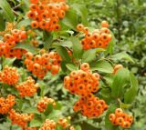 Pyracantha coccinea. Cоплодия и листья. Украина, Херсонская обл., Чаплинский р-н, пос. Аскания-Нова, дендропарк. Август 2012 г.