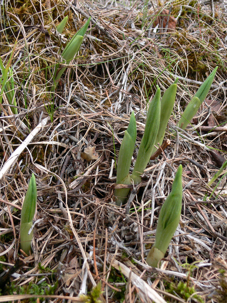 Image of Cypripedium calceolus specimen.