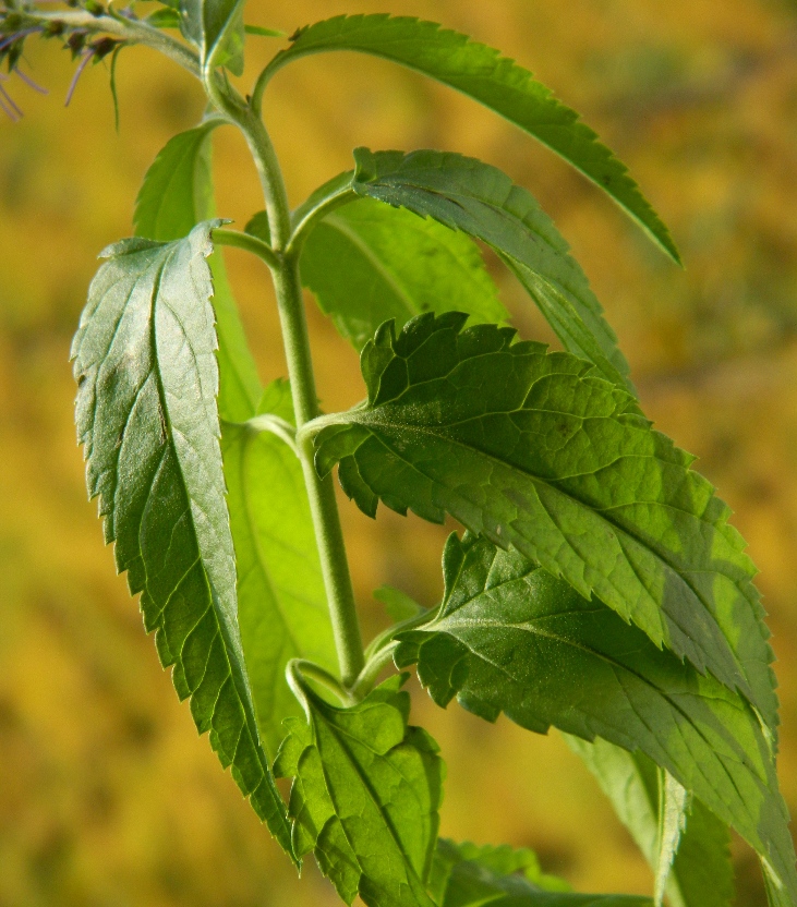 Image of Veronica longifolia specimen.