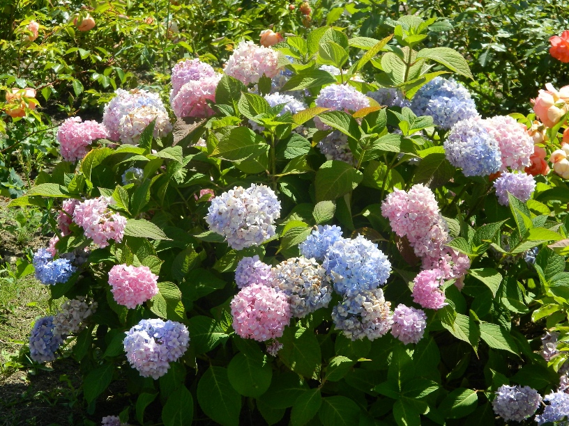 Image of Hydrangea macrophylla specimen.