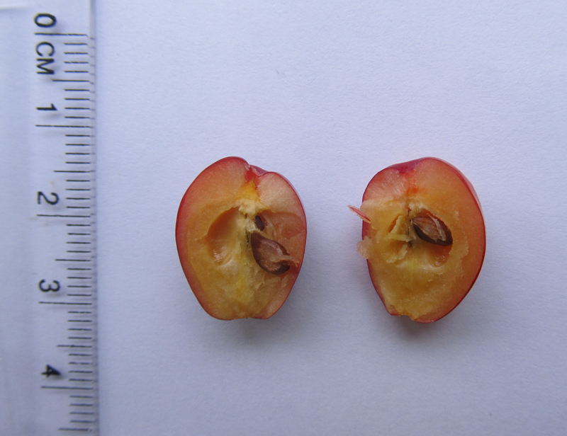 Image of Malus mandshurica specimen.