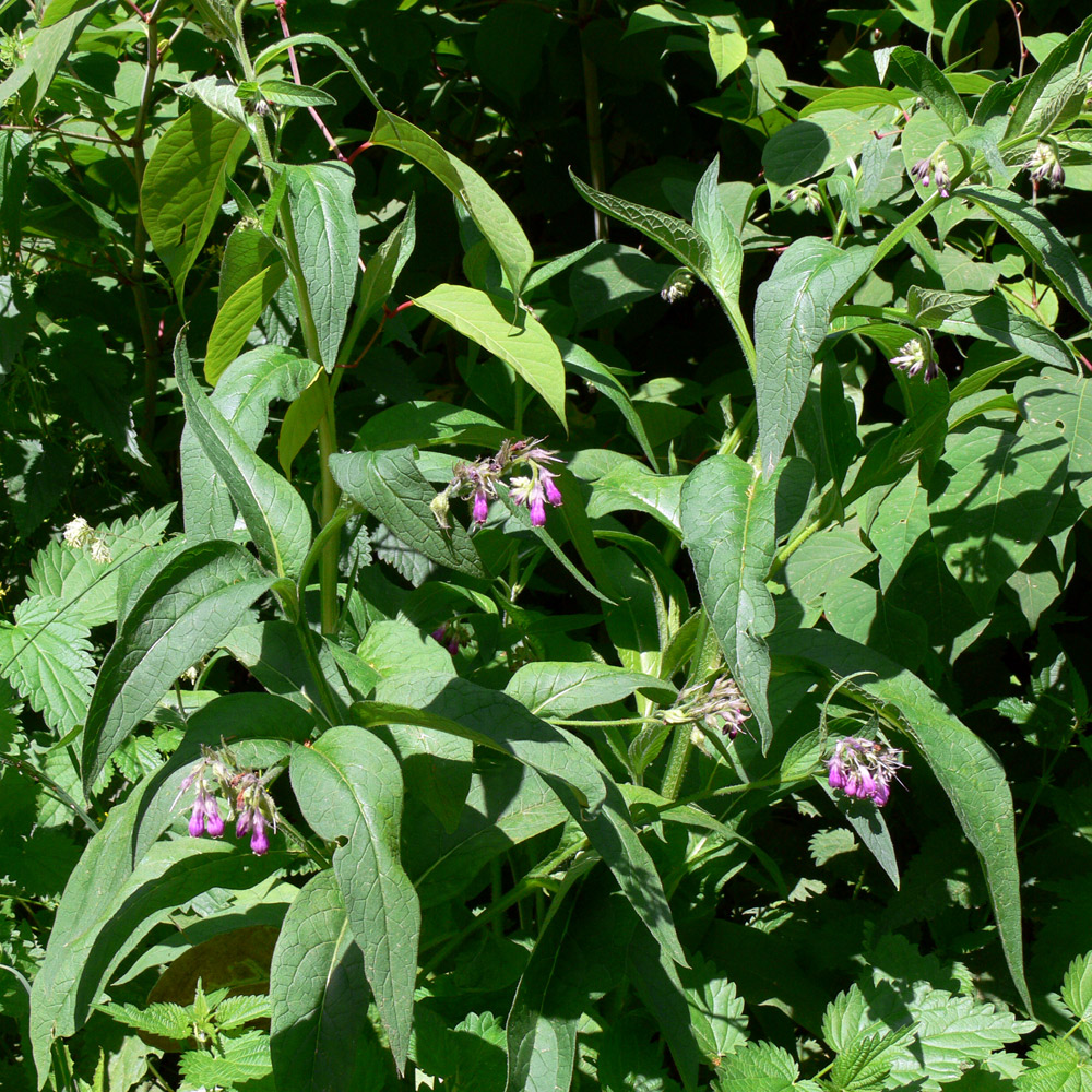 Image of Symphytum officinale specimen.