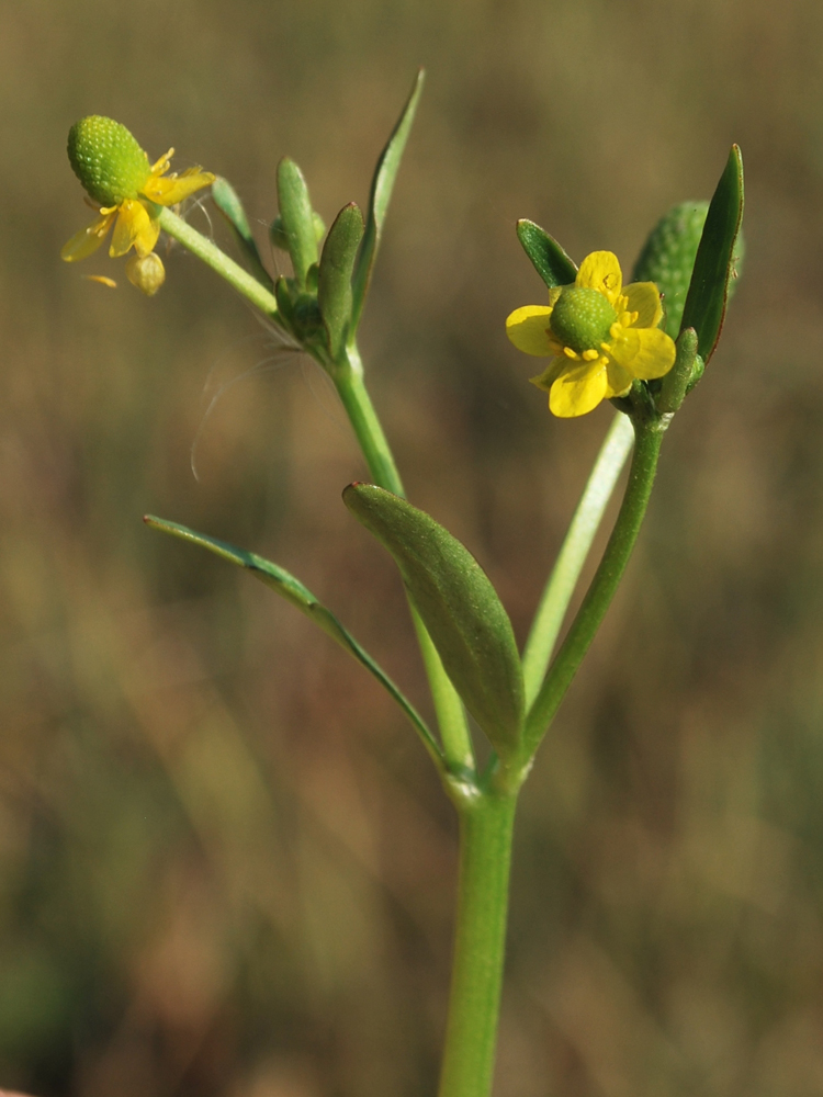 Изображение особи Ranunculus sceleratus.