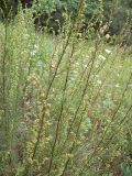 Artemisia campestris. Верхушки цветущих растений. Курская обл., г. Железногорск, ур. Опажье. 6 августа 2007 г.