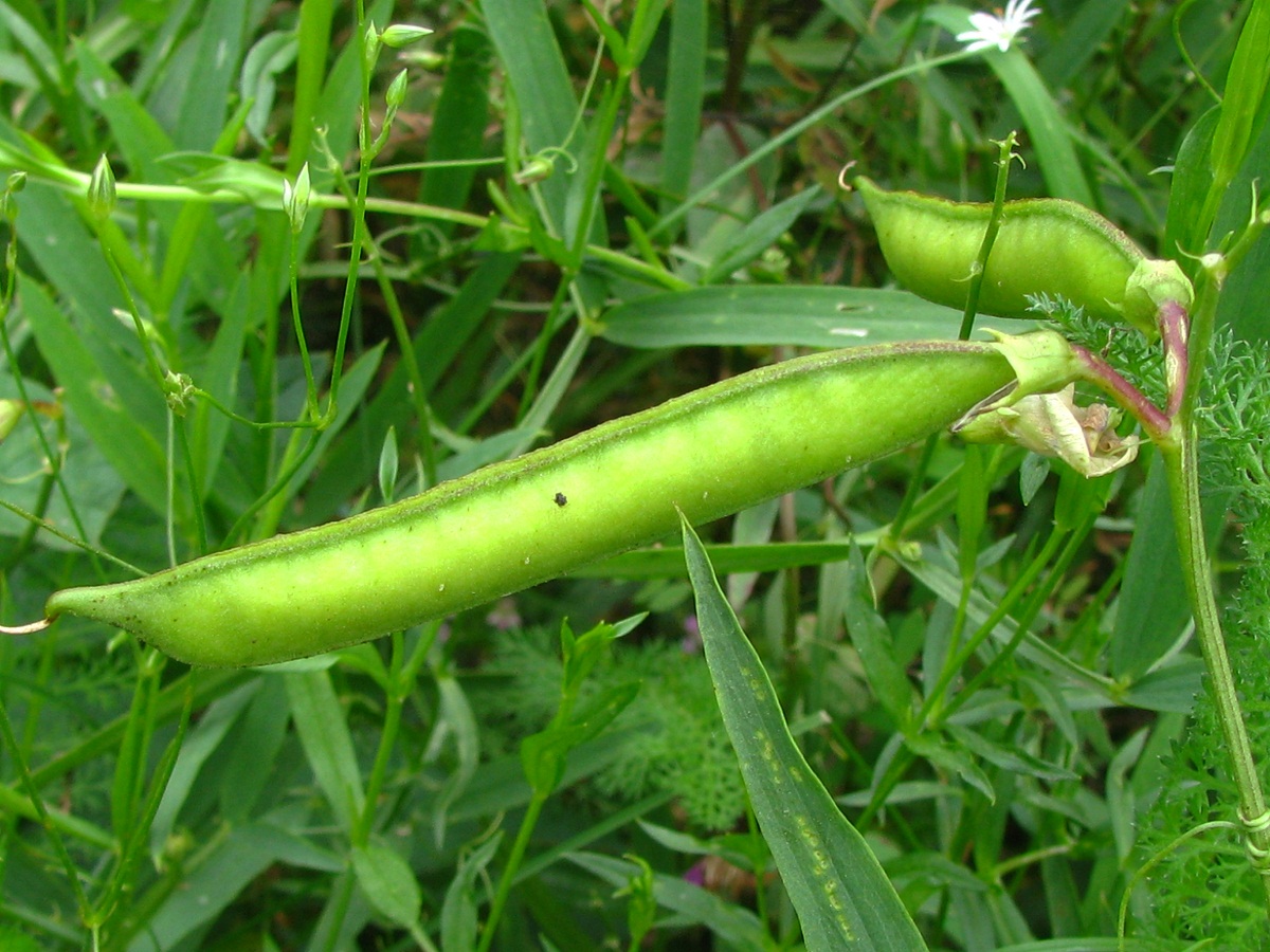 Image of Lathyrus sylvestris specimen.