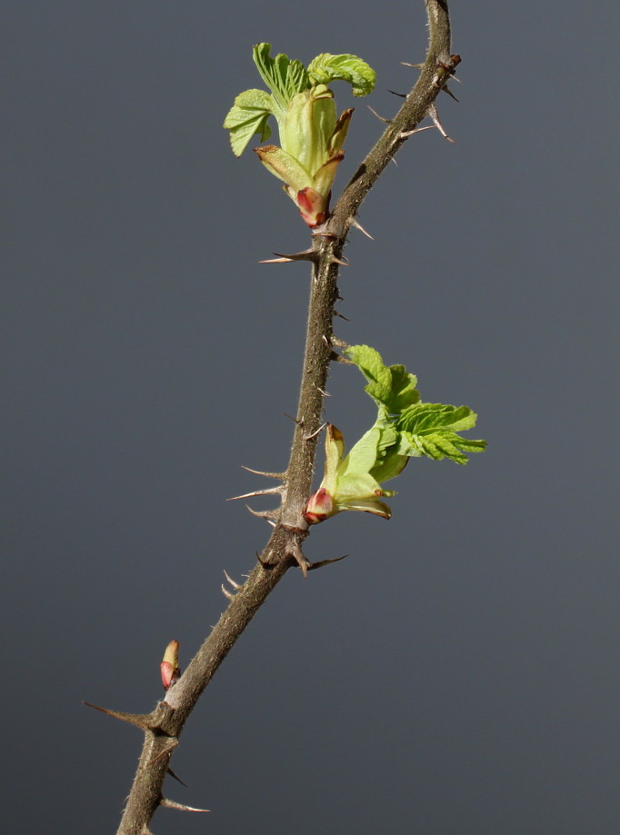 Image of Rosa rugosa specimen.