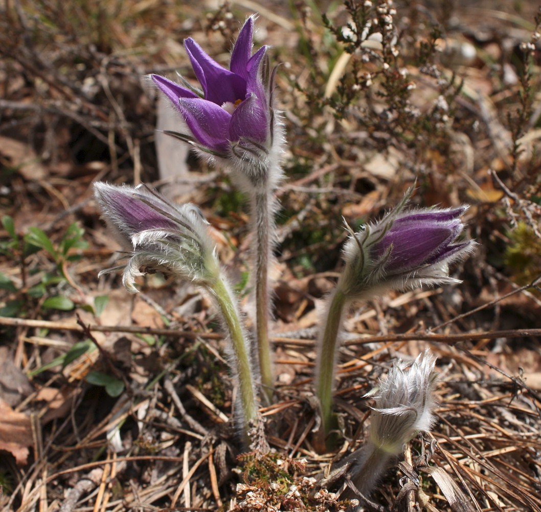 Image of Pulsatilla patens specimen.